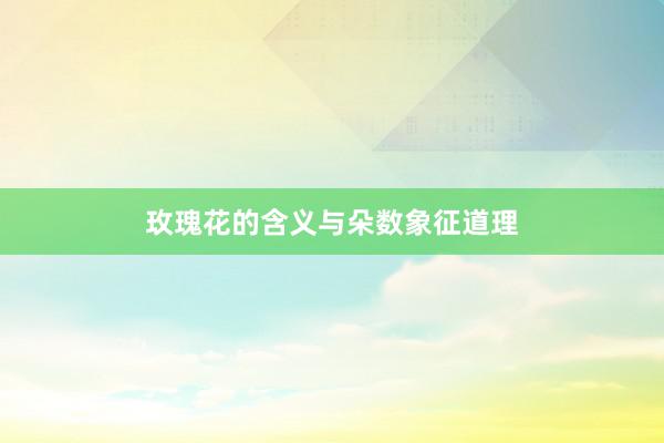玫瑰花的含义与朵数象征道理
